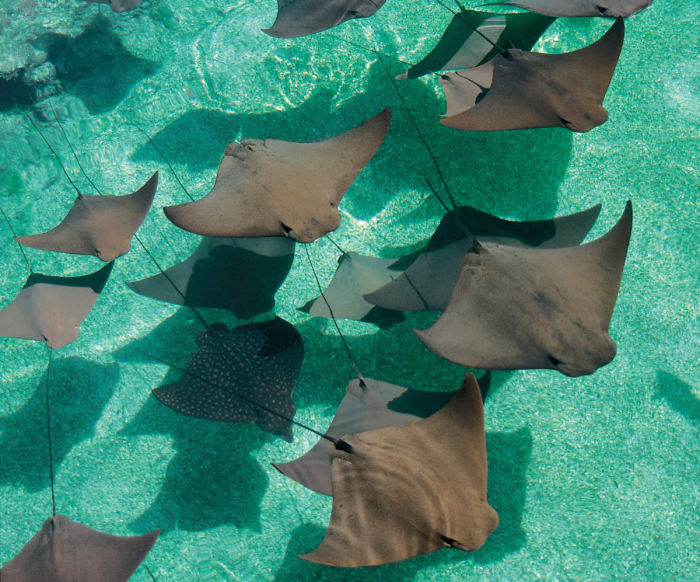 Stingray_Lagoon_95_Med - GALLERY.jpg